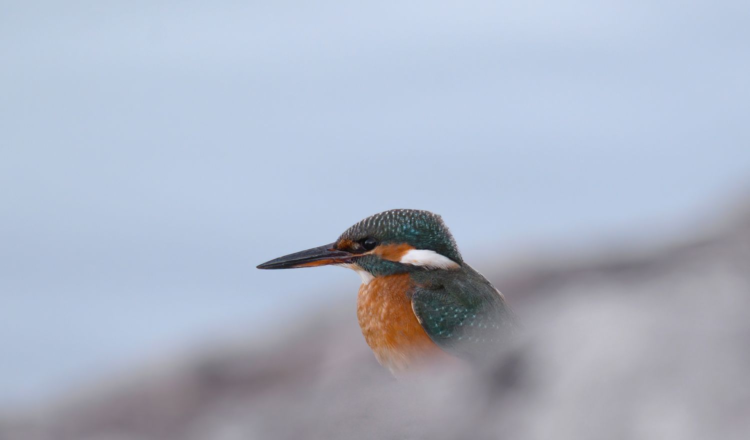 Titelbild Seite und wilde Natur Website sagamedia - Das Erste - Room Tour